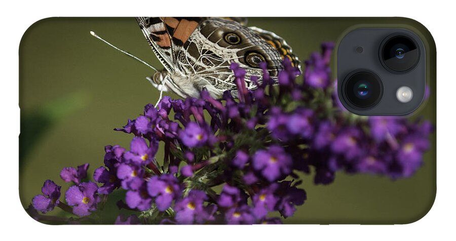 Butterflys iPhone 14 Case featuring the photograph Butterfly 0001 by Donald Brown