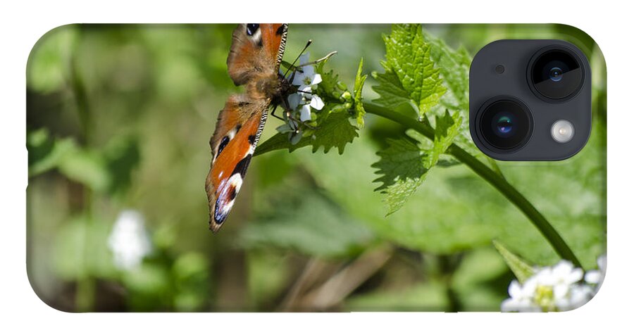 Butterfly iPhone 14 Case featuring the photograph Butterfly by Spikey Mouse Photography