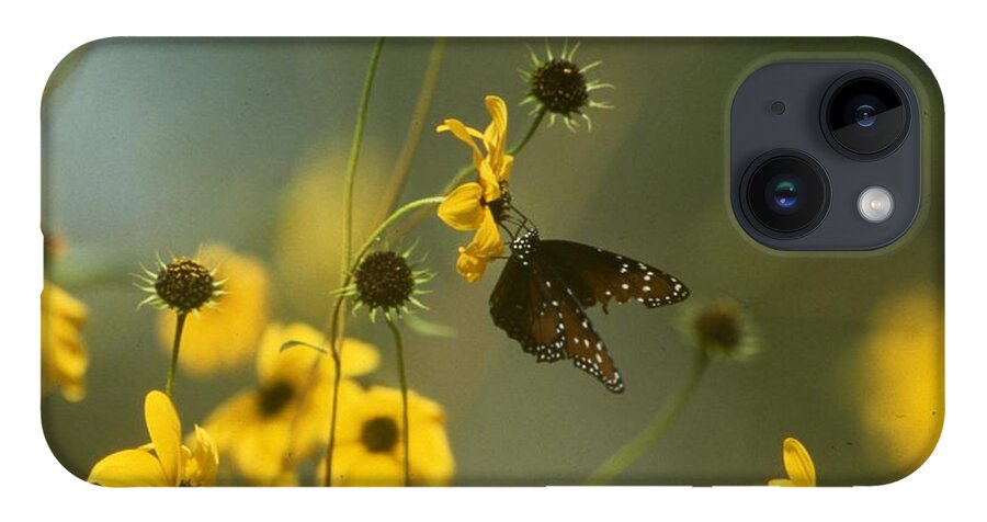 Retro Images Archive iPhone 14 Case featuring the photograph Butterfly on a Flower by Retro Images Archive