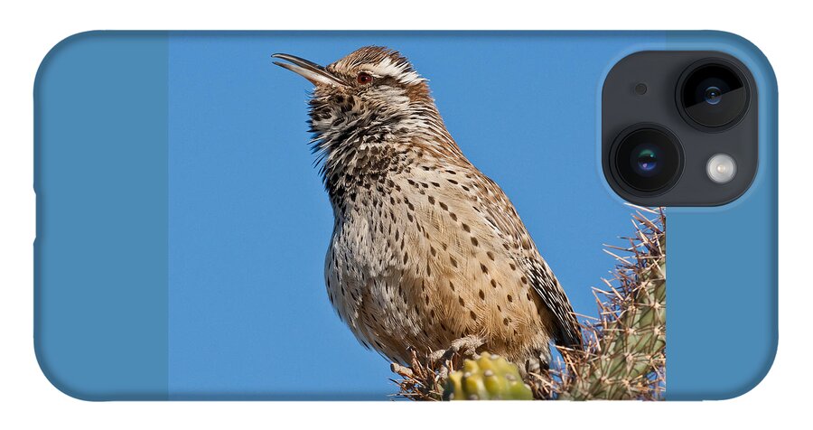 Animal iPhone 14 Case featuring the photograph Cactus Wren Singing by Jeff Goulden