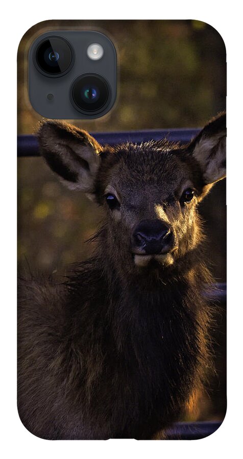 Elk Calf iPhone 14 Case featuring the photograph Calf Elk by Gate at Sunrise by Michael Dougherty