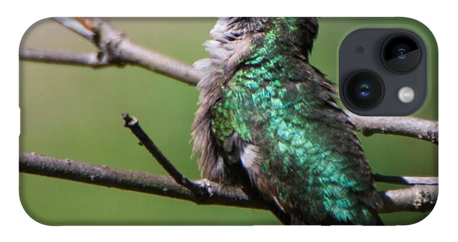 Hummingbird iPhone 14 Case featuring the photograph Calm by Amy Porter