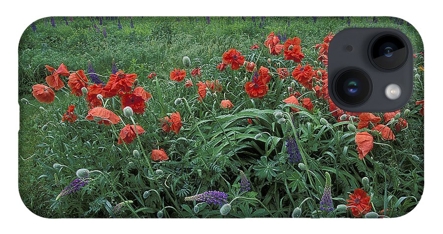 Poppies iPhone 14 Case featuring the photograph Cascading Poppies by Laura Tucker