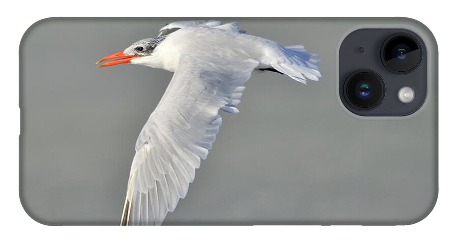 Caspian Tern iPhone Case featuring the photograph Caspian Tern in Flight by Bradford Martin