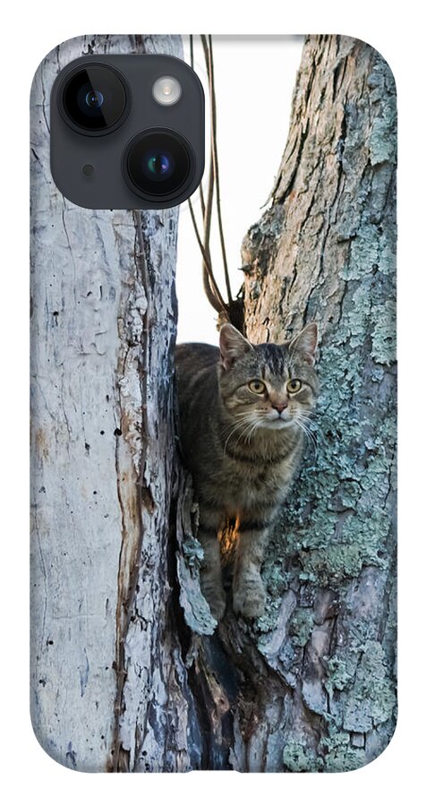 Cat iPhone 14 Case featuring the photograph Cat On The Lookout by Holden The Moment