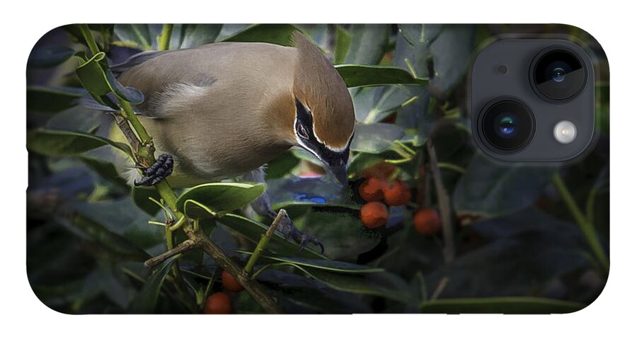 Backyard Nature iPhone 14 Case featuring the photograph Cedar Waxwings 2012-2 by Donald Brown
