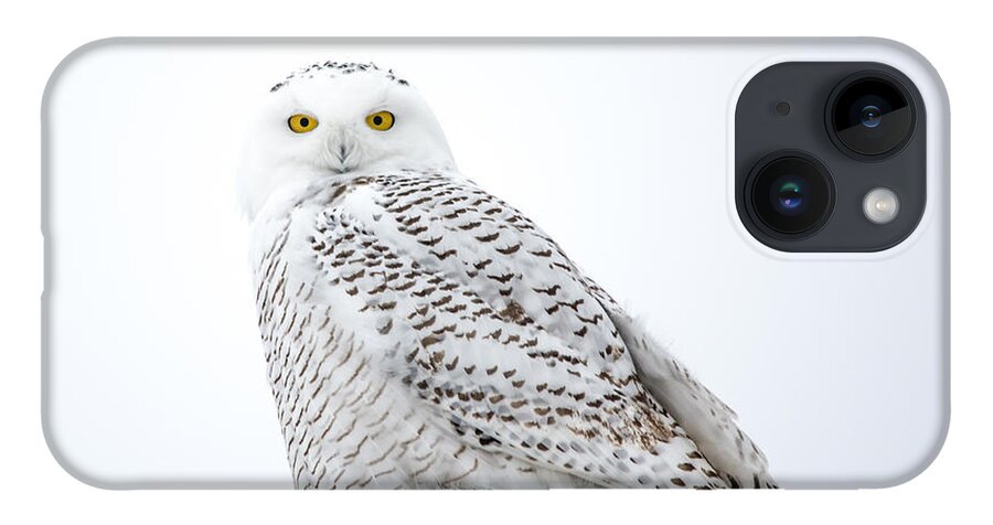 Field iPhone 14 Case featuring the photograph Centered Snowy Owl by Cheryl Baxter