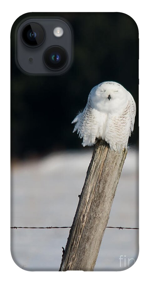 Snowy Owl iPhone 14 Case featuring the photograph Cheeky Snowy by Cheryl Baxter