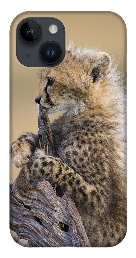 Suzi Eszterhas iPhone 14 Case featuring the photograph Cheetah Cub Maasai Mara Reserve by Suzi Eszterhas