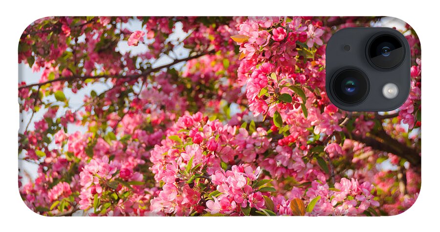 America iPhone Case featuring the photograph Cherry Blossoms in Washington D.C. by Mitchell R Grosky