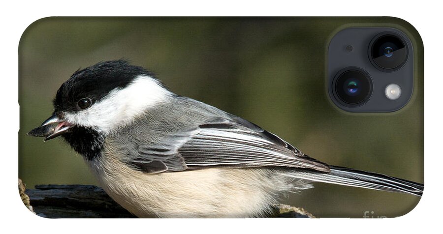 Tongue iPhone Case featuring the photograph Chickadee with prize by Cheryl Baxter