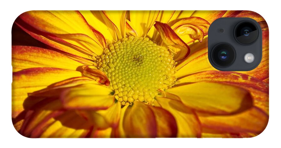Chrysanthemum iPhone 14 Case featuring the photograph Chrysanthemum by Christina Ochsner