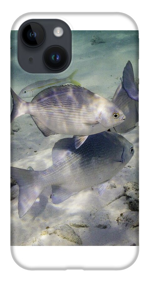 Fish iPhone 14 Case featuring the photograph Chubbin' Around by Lynne Browne