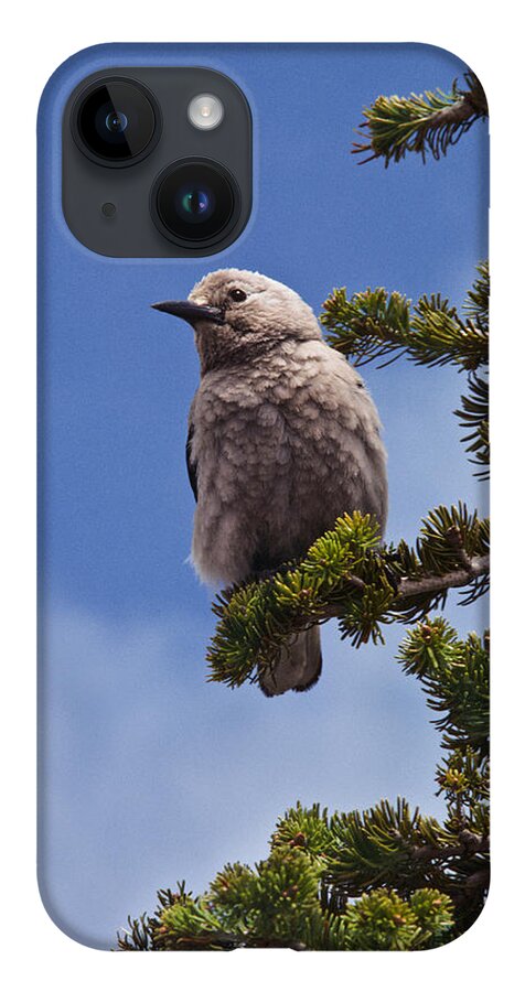 Animal iPhone 14 Case featuring the photograph Clark's Nutcracker in a Fir Tree by Jeff Goulden