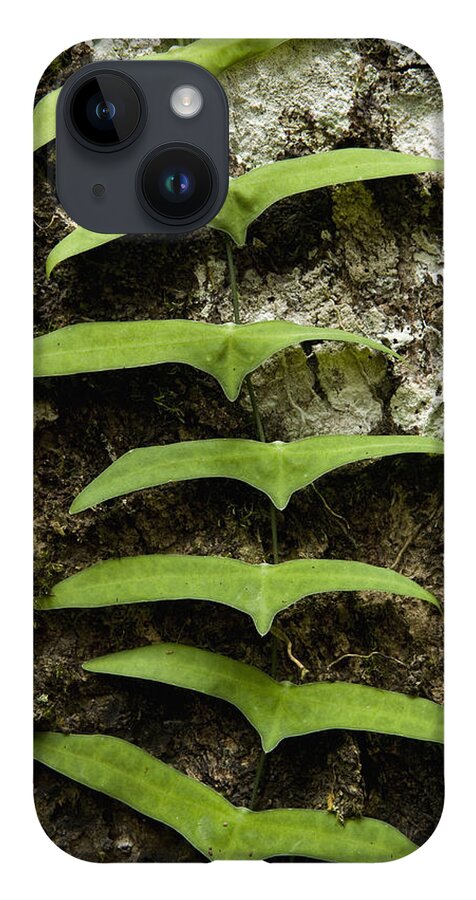 Feb0514 iPhone 14 Case featuring the photograph Climbing Rainforest Vine Borneo by Sebastian Kennerknecht