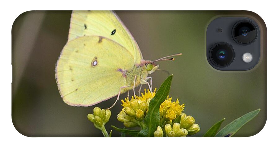 Wildlife iPhone Case featuring the photograph Clouded Sulphur by Randy Bodkins