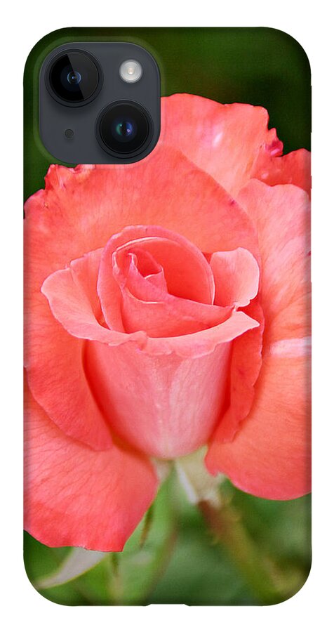 One iPhone 14 Case featuring the photograph Cobra Rose by Alexandra Till