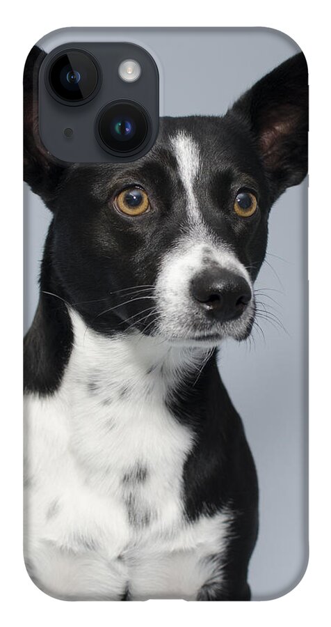 Queensland Heeler Mix Dog Studio Portrait iPhone 14 Case featuring the photograph Cochiti 1 by Irina ArchAngelSkaya