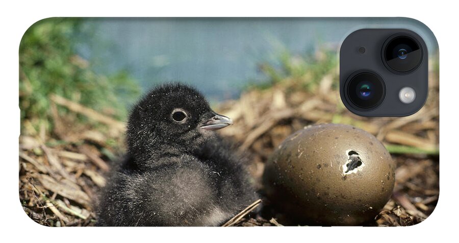 Feb0514 iPhone 14 Case featuring the photograph Common Loon Chick With Egg Wyoming by Michael Quinton