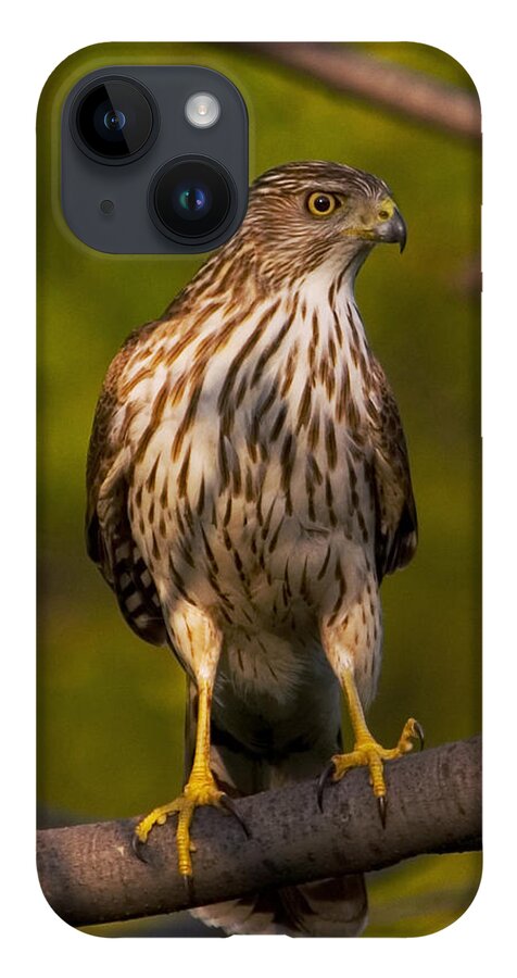 Hawk iPhone 14 Case featuring the photograph Coopers Hawk by David Armstrong