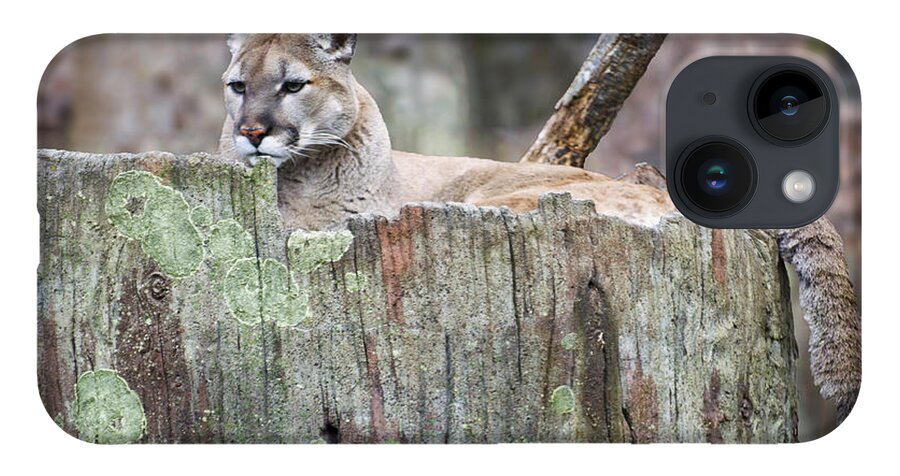 Cougar iPhone 14 Case featuring the photograph Cougar on a stump by Flees Photos