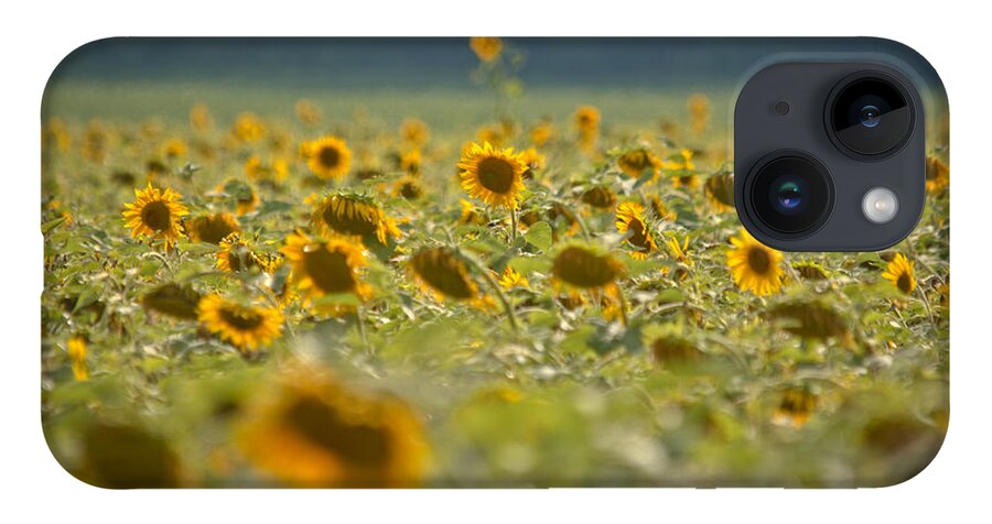 Sunflowers iPhone 14 Case featuring the photograph Country Sunflowers by Cheryl Baxter