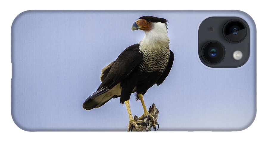 Bird iPhone 14 Case featuring the photograph Crested Caracara by Donald Brown