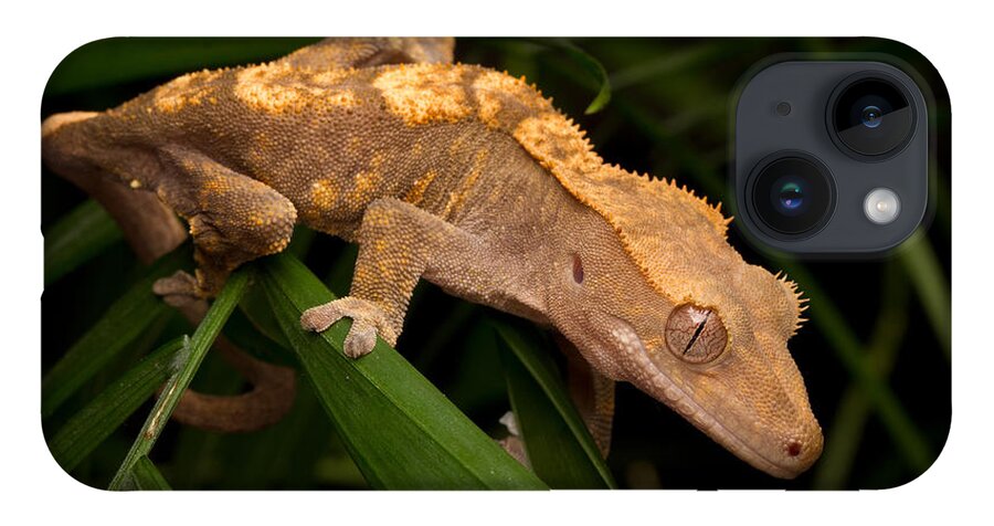 New Caledonian Crested Gecko iPhone Case featuring the photograph Crested Gecko Rhacodactylus Ciliatus by David Kenny