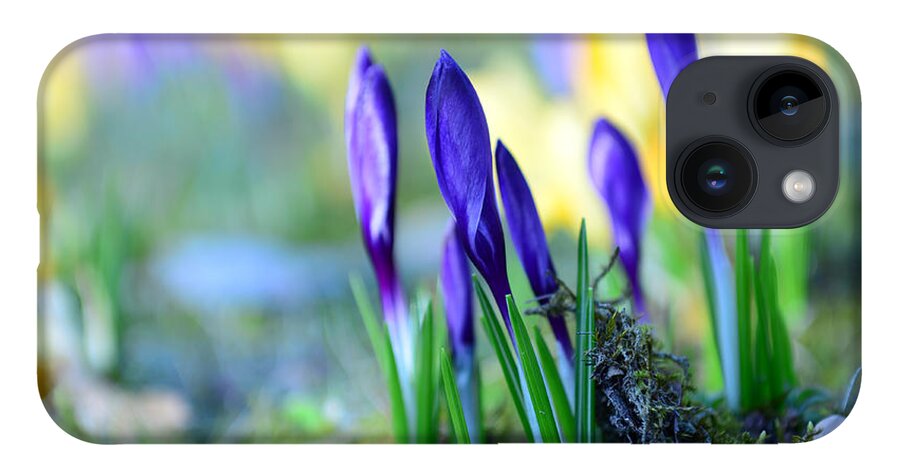 Bokeh iPhone 14 Case featuring the photograph Crocus by Hannes Cmarits