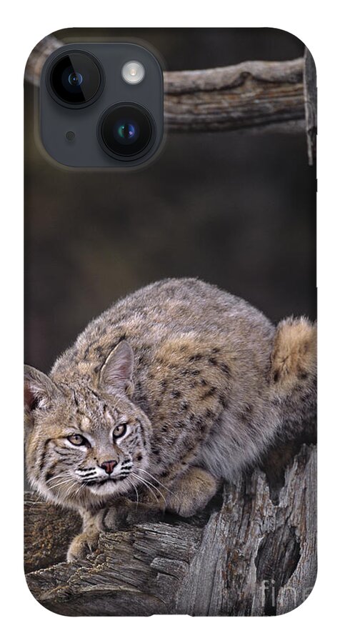North America iPhone 14 Case featuring the photograph Crouching Bobcat Montana Wildlife by Dave Welling