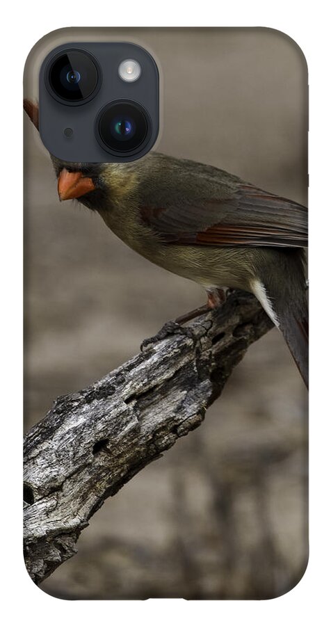 Birds iPhone 14 Case featuring the photograph Curious Pyrrhuloxia by Donald Brown