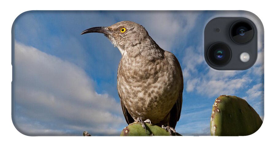 Animal iPhone 14 Case featuring the photograph Curve-Billed Thrasher on a Prickly Pear Cactus by Jeff Goulden
