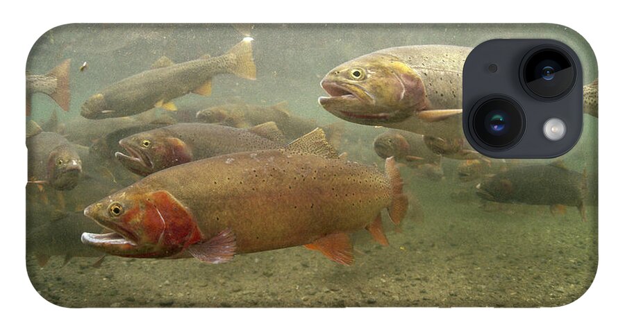 Feb0514 iPhone 14 Case featuring the photograph Cutthroat Trout In The Spring Idaho by Michael Quinton
