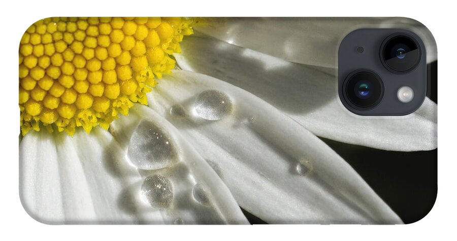 Kansas iPhone 14 Case featuring the photograph Daisy with raindrops by Rob Graham