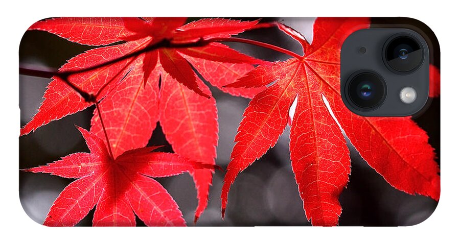 Maple Leaves iPhone Case featuring the photograph Dancing Japanese Maple by Rona Black