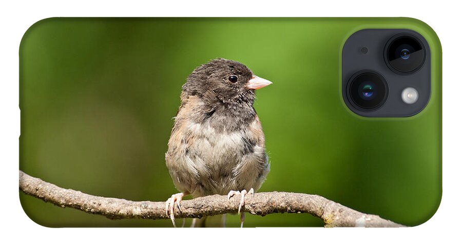 Animal iPhone Case featuring the photograph Dark Eyed Junco by Jeff Goulden