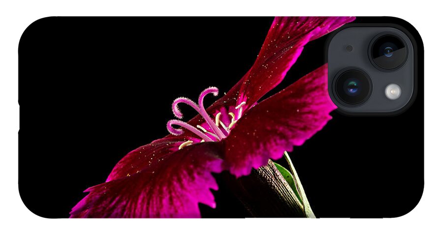 Blossom iPhone 14 Case featuring the photograph Dianthus by Mary Jo Allen