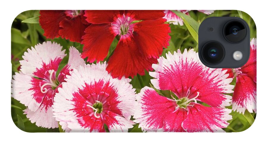 Dianthus iPhone Case featuring the photograph Dianthus 'summer Splash' Flowers by Ann Pickford