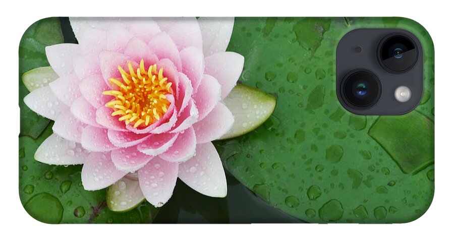 Water Lily iPhone 14 Case featuring the photograph Dreamy Water Lily by Patty Colabuono