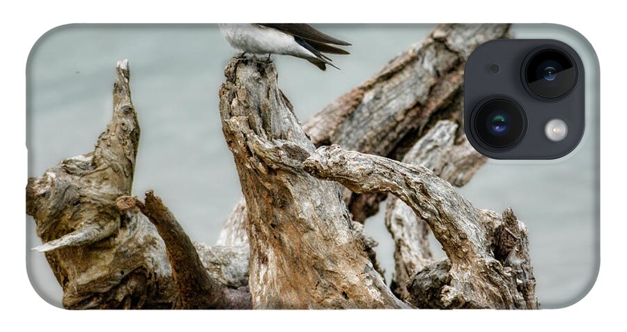 Bird iPhone 14 Case featuring the photograph Driftwood Song by Jai Johnson