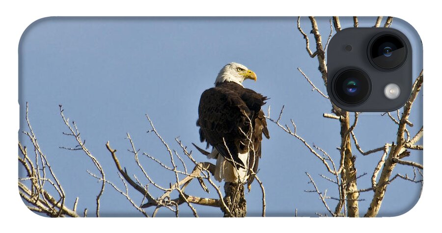  iPhone 14 Case featuring the photograph Eagle by David Armstrong