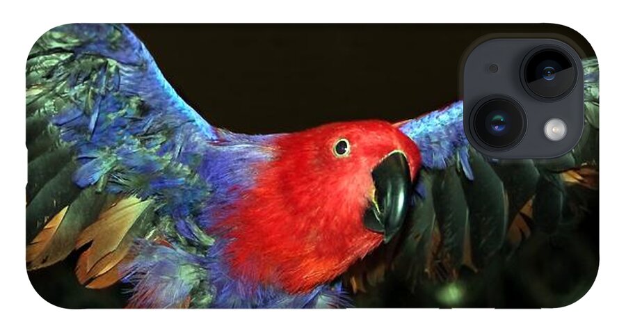 Eclectus iPhone Case featuring the photograph Electric Eclectus by Andrea Lazar