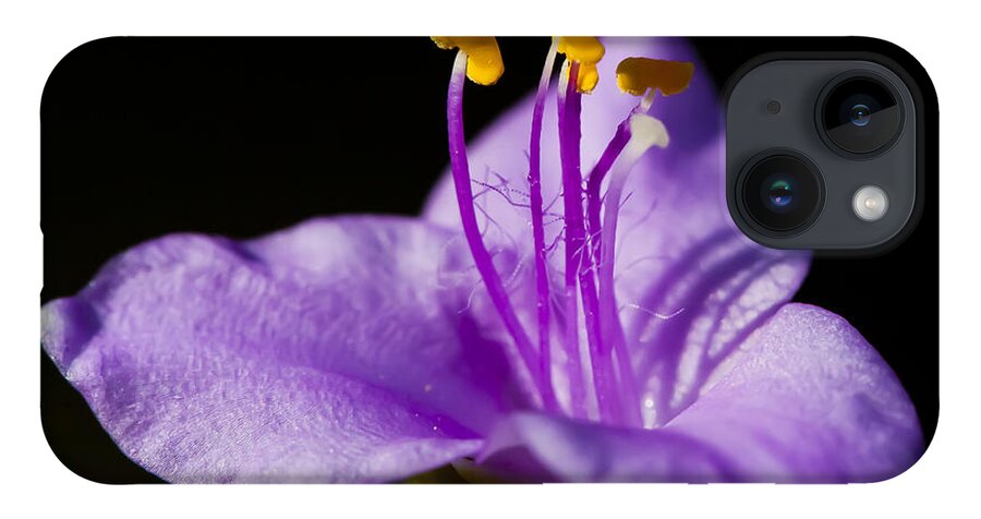 Purple Flower iPhone Case featuring the photograph Electric Stamen by Dan Hefle