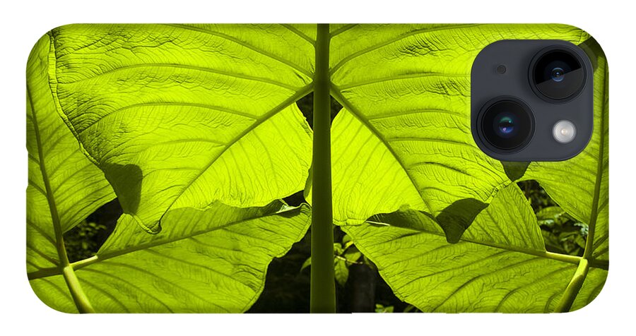 Hojas iPhone 14 Case featuring the photograph Elephant Ear Leaves In The Rainforest by Owen Weber