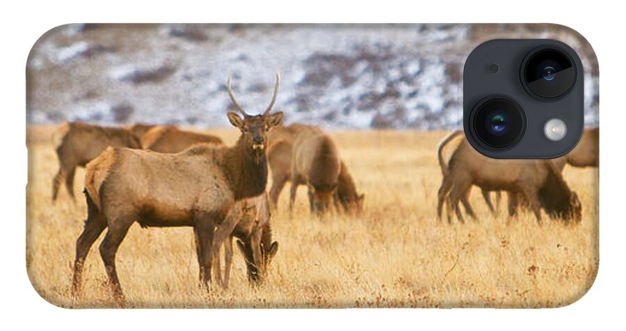 Elk iPhone Case featuring the photograph Elk Herd Colorado Foothills Plains Panorama by James BO Insogna