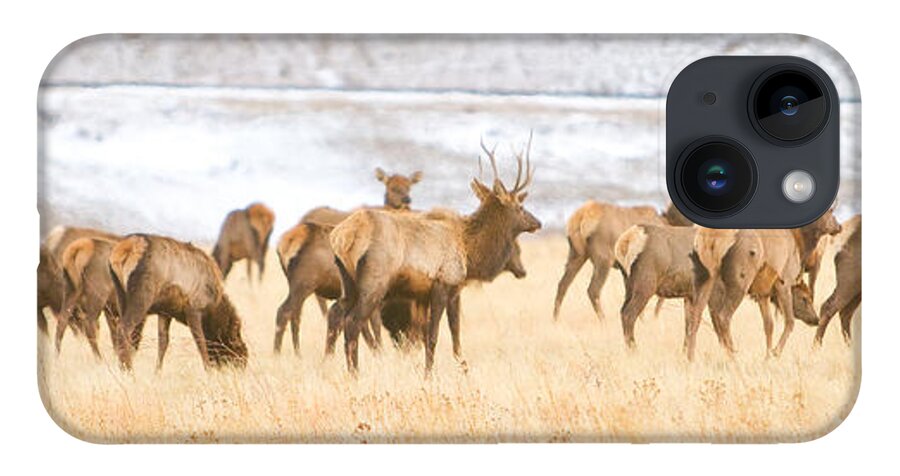 Elk iPhone 14 Case featuring the photograph Elk Herd on The Rocky Mountain Foothills Plains 2 by James BO Insogna