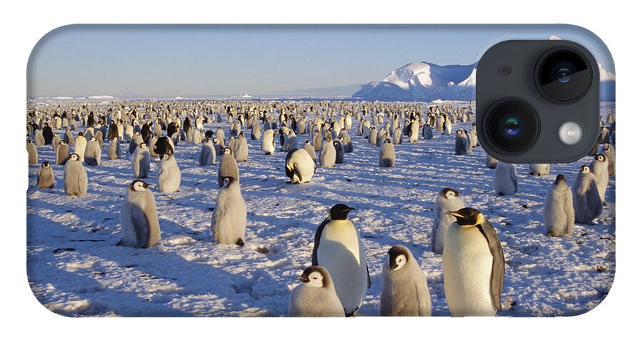 Feb0514 iPhone 14 Case featuring the photograph Emperor Penguin Colony Atka Bay by Tui De Roy