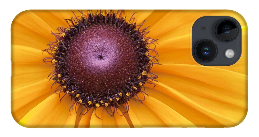 Black-eyed Susan iPhone 14 Case featuring the photograph Encouragement by Patty Colabuono
