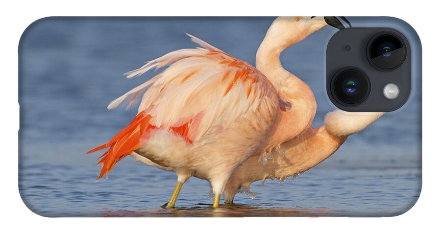 Nis iPhone 14 Case featuring the photograph European Flamingo Pair Courting by Ronald Kamphius