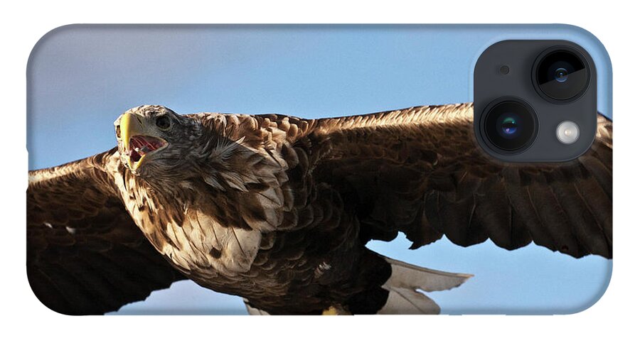 White_tailed Eagle iPhone Case featuring the photograph European Flying Sea Eagle 1 by Heiko Koehrer-Wagner